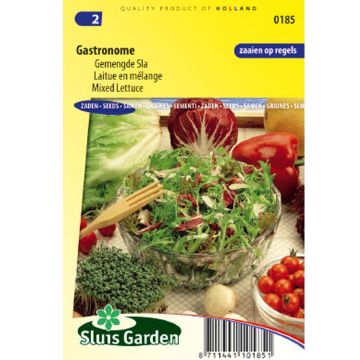 Lettuce Gourmet mix - Lactuca sativa