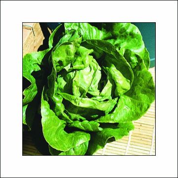 Butterhead Lettuce Appia plants - Lactuca sativa