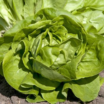 Lactuca sativa 'Gustav's Salad'