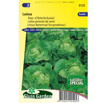 Butterhead Lettuce Larissa - Lactuca sativa