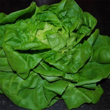 Butterhead Lettuce Lilloise - Lactuca sativa