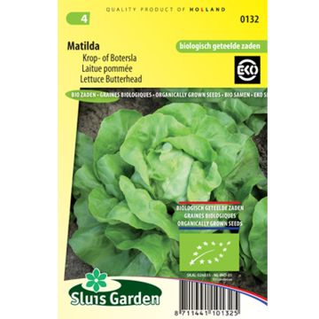 Butterhead Lettuce Matilda - Lactuca sativa