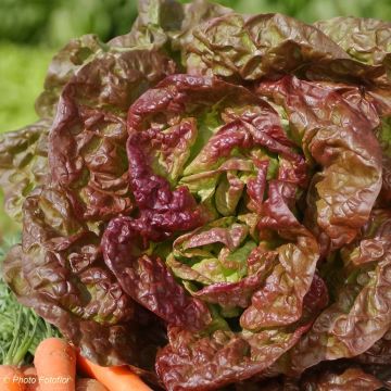 Butterhead Lettuce Merveille des 4 saisons - Lactuca sativa