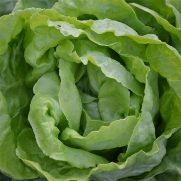 Cos Lettuce Novappia plants - Lactuca sativa