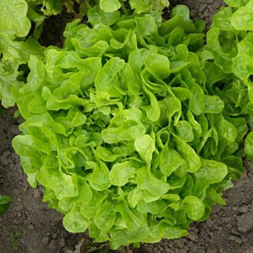 Oak Leaf Lettuce Panisse - Lactuca sativa