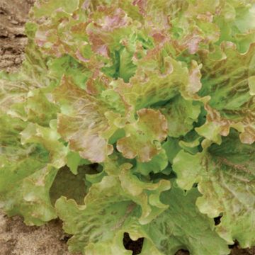 Butterhead Lettuce Saint Antoine - Ferme de Sainte Marthe seeds