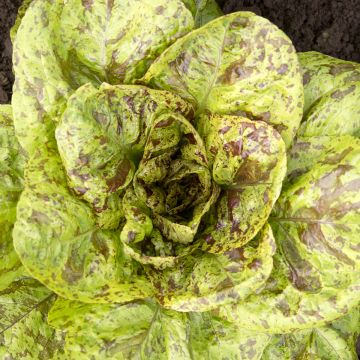 Romaine Lettuce Paris White Cos - Vilmorin Seeds