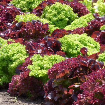 Loose leaf Lettuce Mix