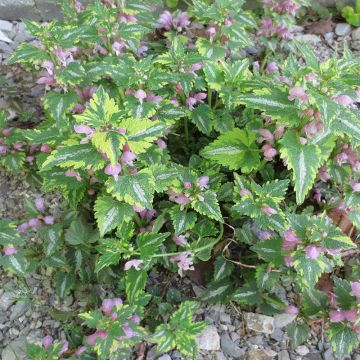 Lamium maculatum Anne Greenaway - Spotted Deadnettle