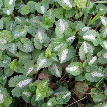 Lamium maculatum Album - Spotted Deadnettle