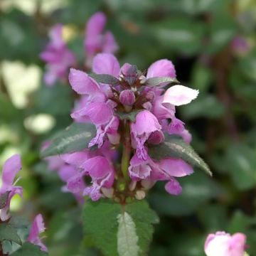 Lamium maculatum Chequers