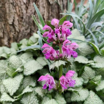 Lamium maculatum Purple Dragon - Lamier argenté et violet