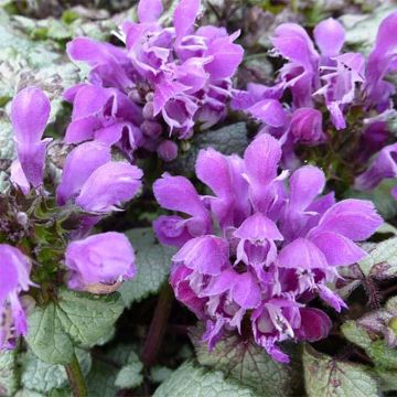 Lamium maculatum Silver Sterling - Spotted Deadnettle