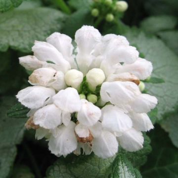 Lamium maculatum White Nancy - Spotted Deadnettle