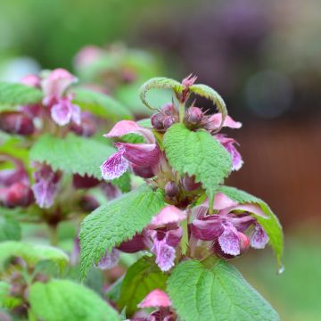 Lamium orvala