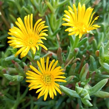 Lampranthus aurantiacus Yellow Flowers