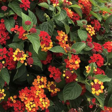 Lantana camara Bloomify Red - West Indian Lantana