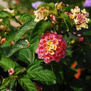 Lantana camara Evita Rose - West Indian Lantana