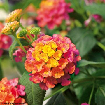 Lantana camara Calippo Tutti Frutti - West Indian Lantana