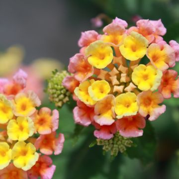 Lantana camara Shamrock Peach - West Indian Lantana