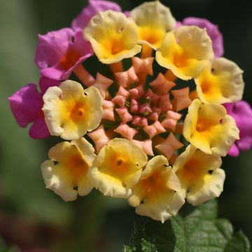 Lantana camara Shamrock Rose - West Indian Lantana