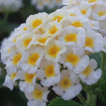 Lantana camara Evita White - West Indian Lantana