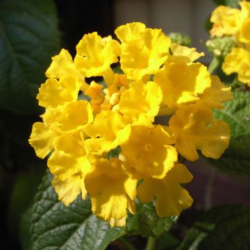 Lantana camara Evita Yellow - West Indian Lantana