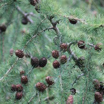 Larix decidua - Larch