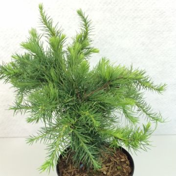 Larix decidua Little Bogle - Larch