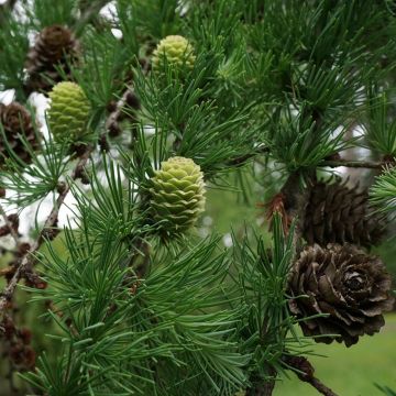 Larix kaempferi - Larch