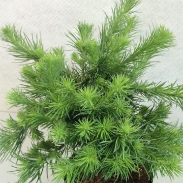 Larix kaempferi Blue Dwarf - Larch