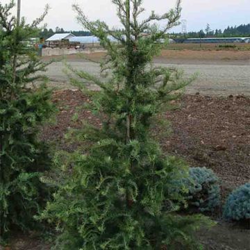 Larix kaempferi Diana - Mélèze du Japon tortueux                          