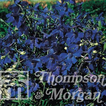 Delphinium Larkspur 'Gentian Blue'" translates to "Delphinium Larkspur 'Gentian Blue'" in British English.