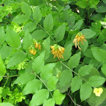 Lathyrus aureus