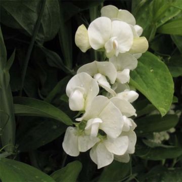 Lathyrus latifolius White Pearl - Broadleaf Sweetpea