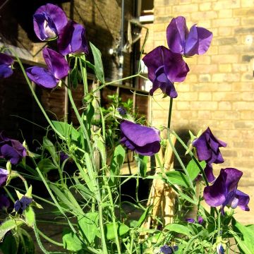 Graines de Pois de Senteur Matucana - Lathyrus odoratus grandiflora