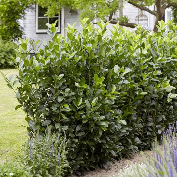 Prunus laurocerasus Obelisk - Cherry Laurel