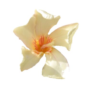 Nerium oleander Angiolo Pucci