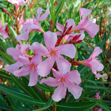 Nerium oleander Emilie