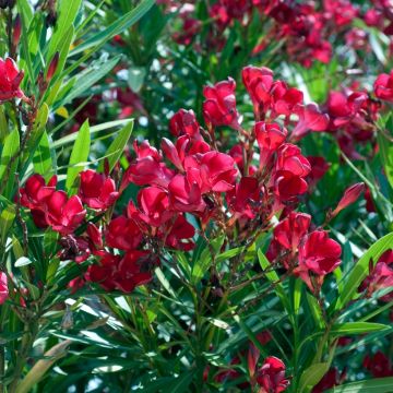 Rose Bay - Nerium oleander Red Single