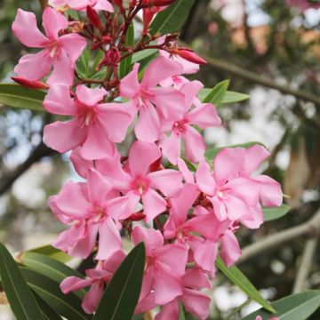 Laurier rose - Nerium oleander pot de 3L