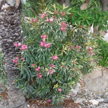 Nerium oleander Variegata