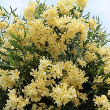 Nerium oleander Yellow