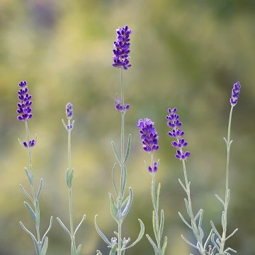 Lavender Hidcote seeds - True Lavender