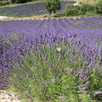 Lavandula officinalis