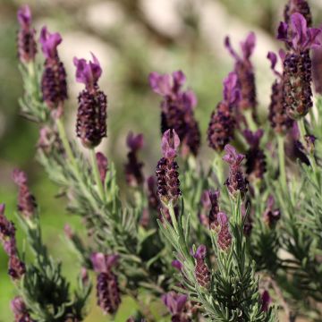 Lavandula stoechas Bandera Deep Purple - French Lavender