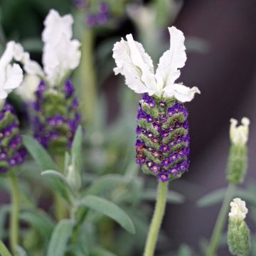 Lavandula stoechas Bandera White - French Lavender