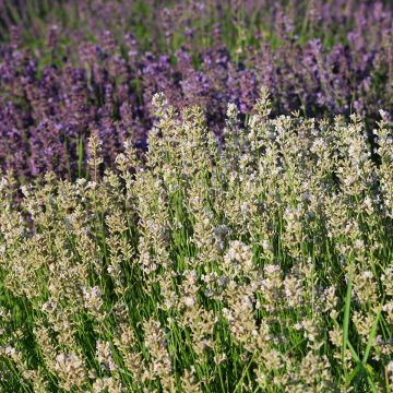 Lavandula angustifolila Rosea - True Lavender