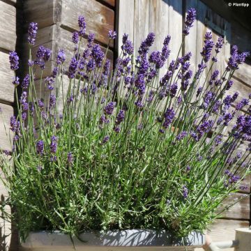 Lavandula angustifolia Blue Jeans - True Lavender