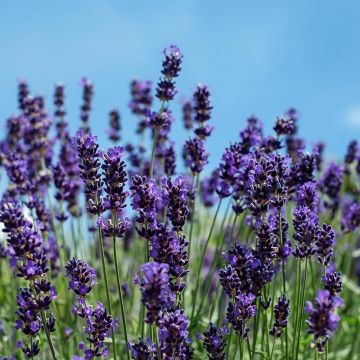 Lavande vraie Siesta - Lavandula angustifolia Siesta